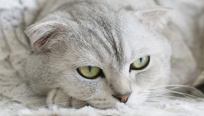 九游体育网址-英雄联盟高校联赛火热报名中，校园战火燃起，英雄联盟高校联赛2021报名