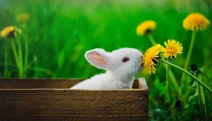 九游体育网址-英雄联盟高校联赛火热报名中，校园战火燃起，英雄联盟高校联赛2021报名